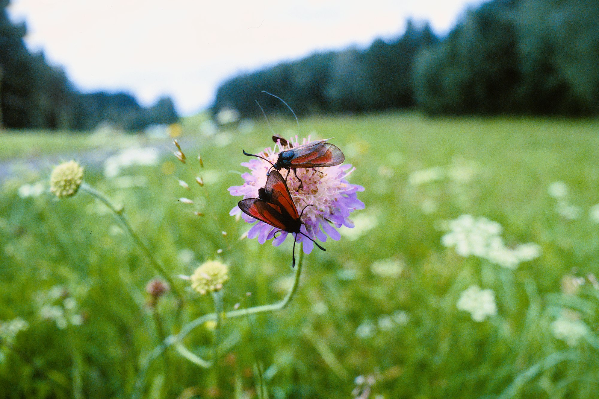 ektachrome