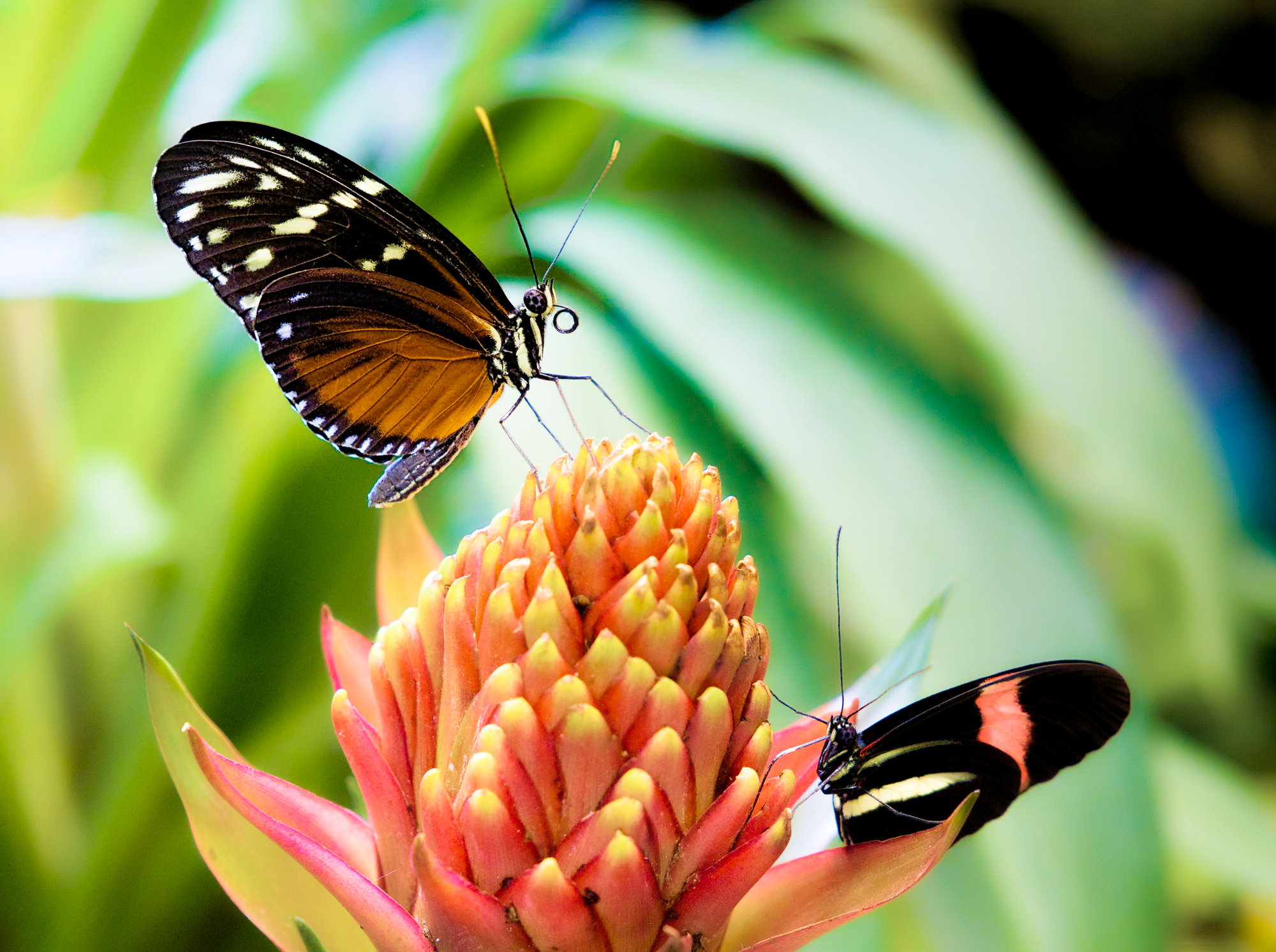 heliconius.jpg