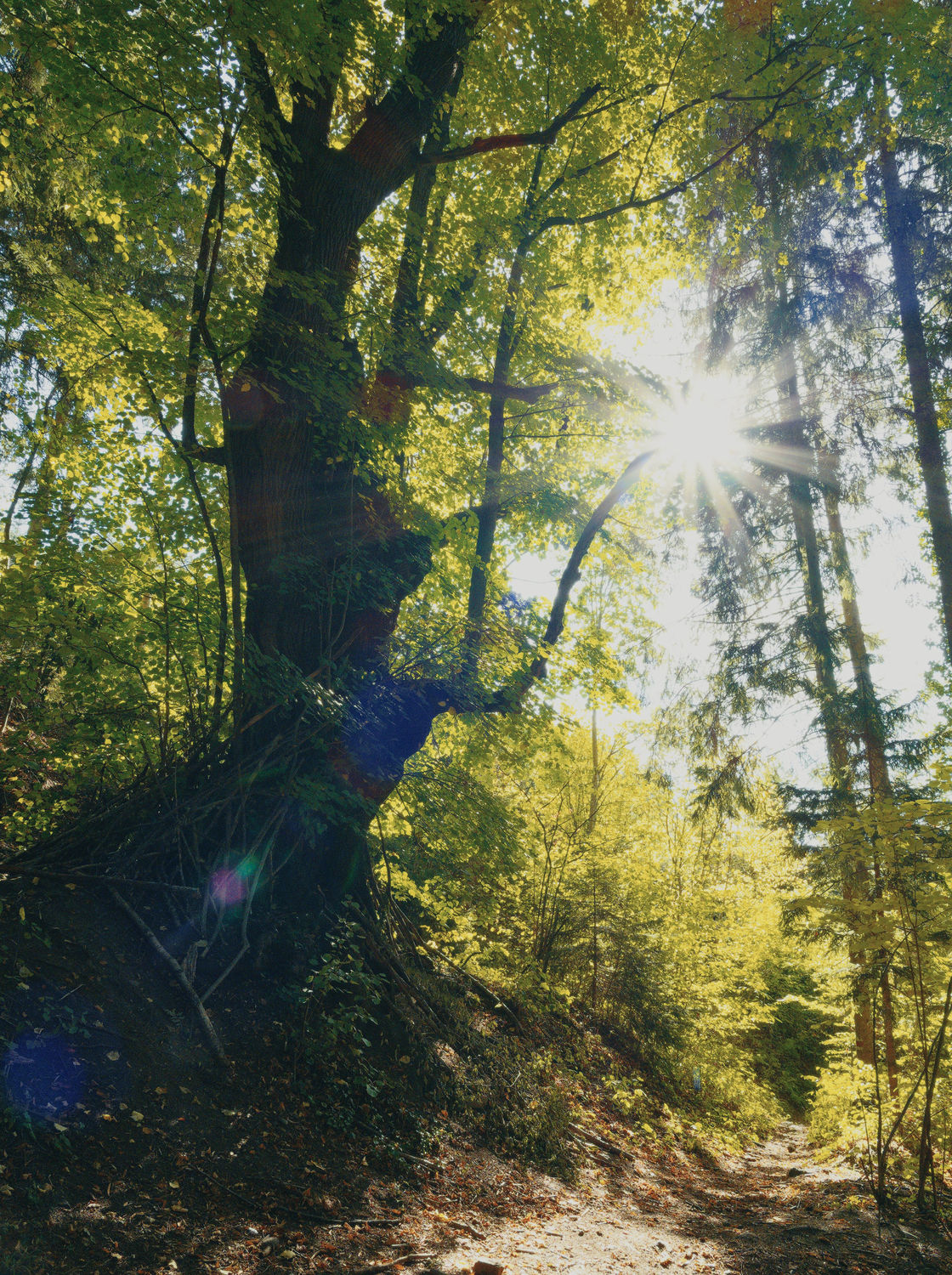 in the forest near Kirchberg am Wechsel