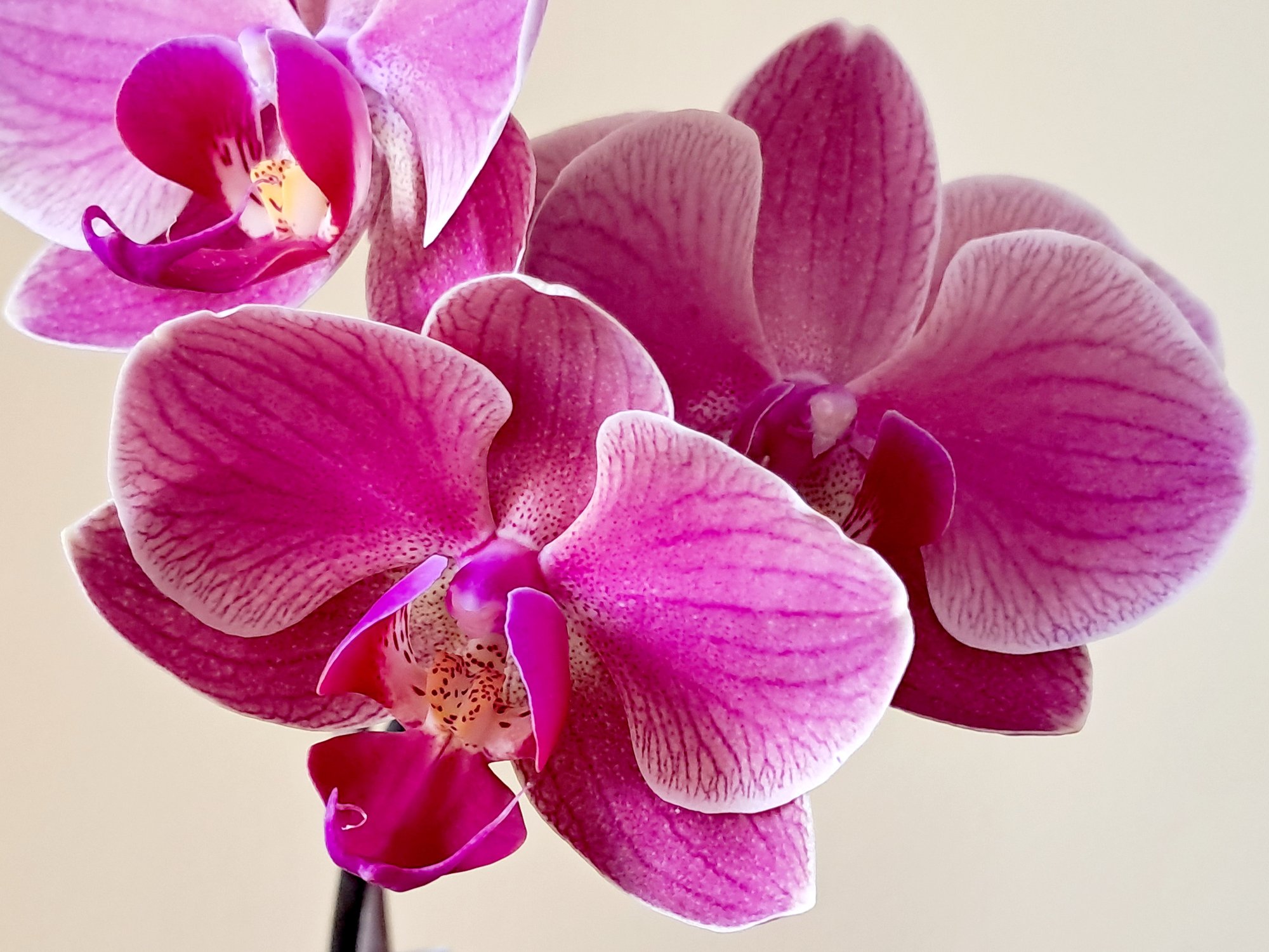 orchidea1