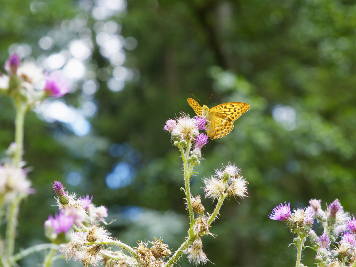 wachau_schmetterling